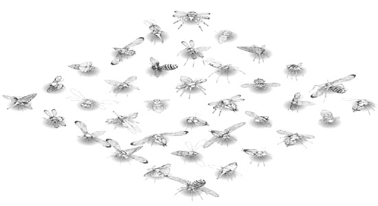 a collection of computer bugs